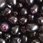 Black Plum